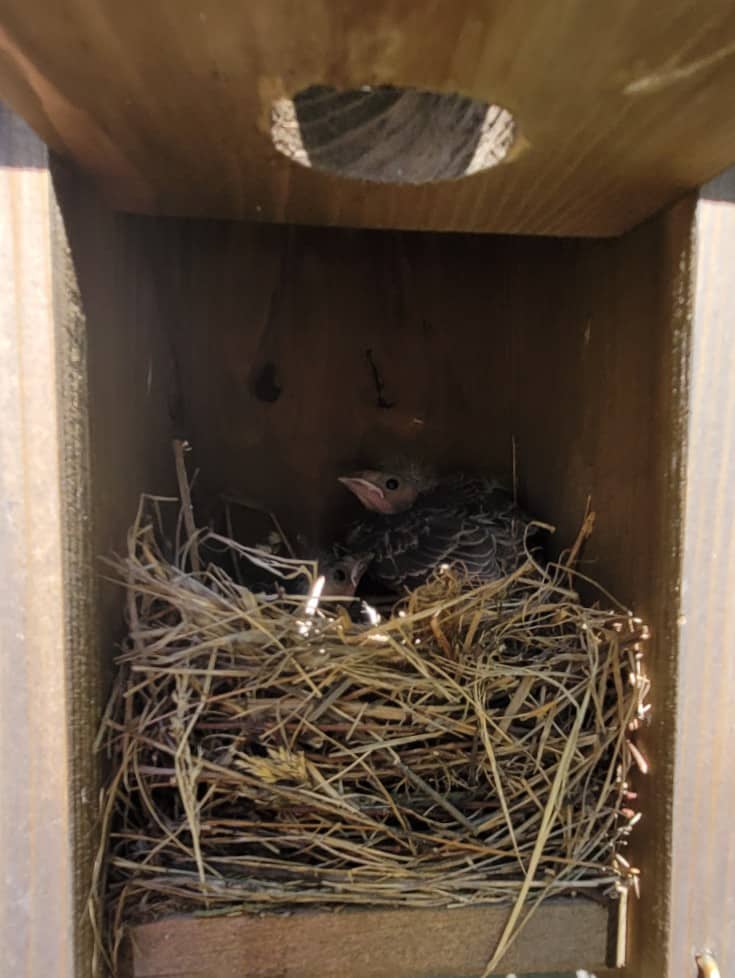vista lateral del nido de pájaro azul del este dentro de una caja de anidación + 2 pichones