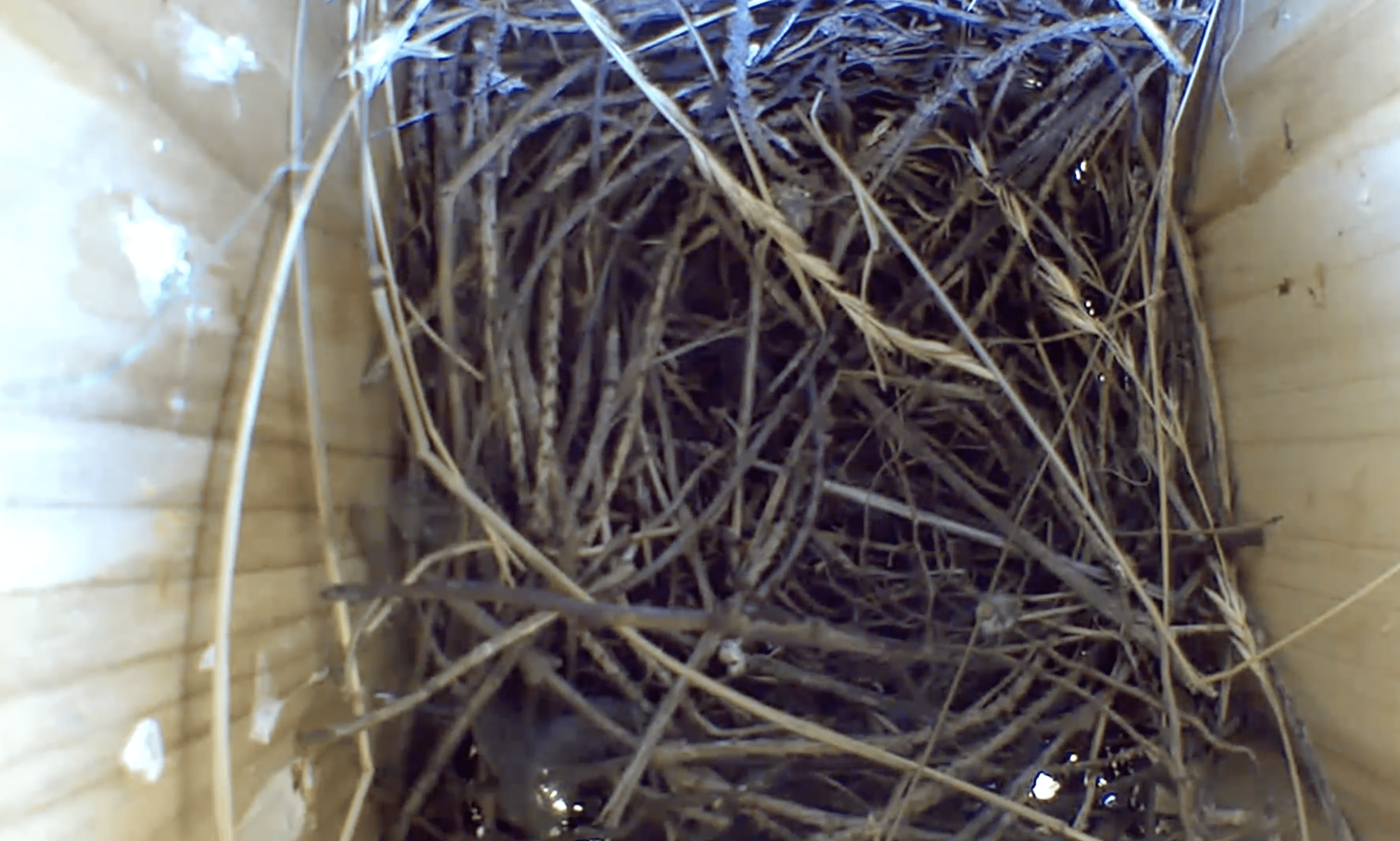 Vista superior de un nido de gorrión dentro de una caja de anidación