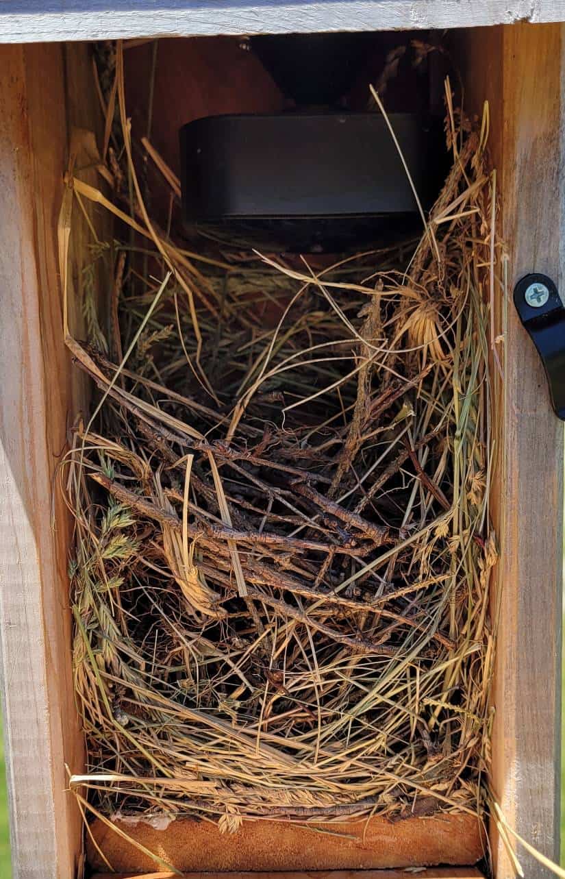vista lateral de un nido de reyezuelo dentro de una caja de anidación