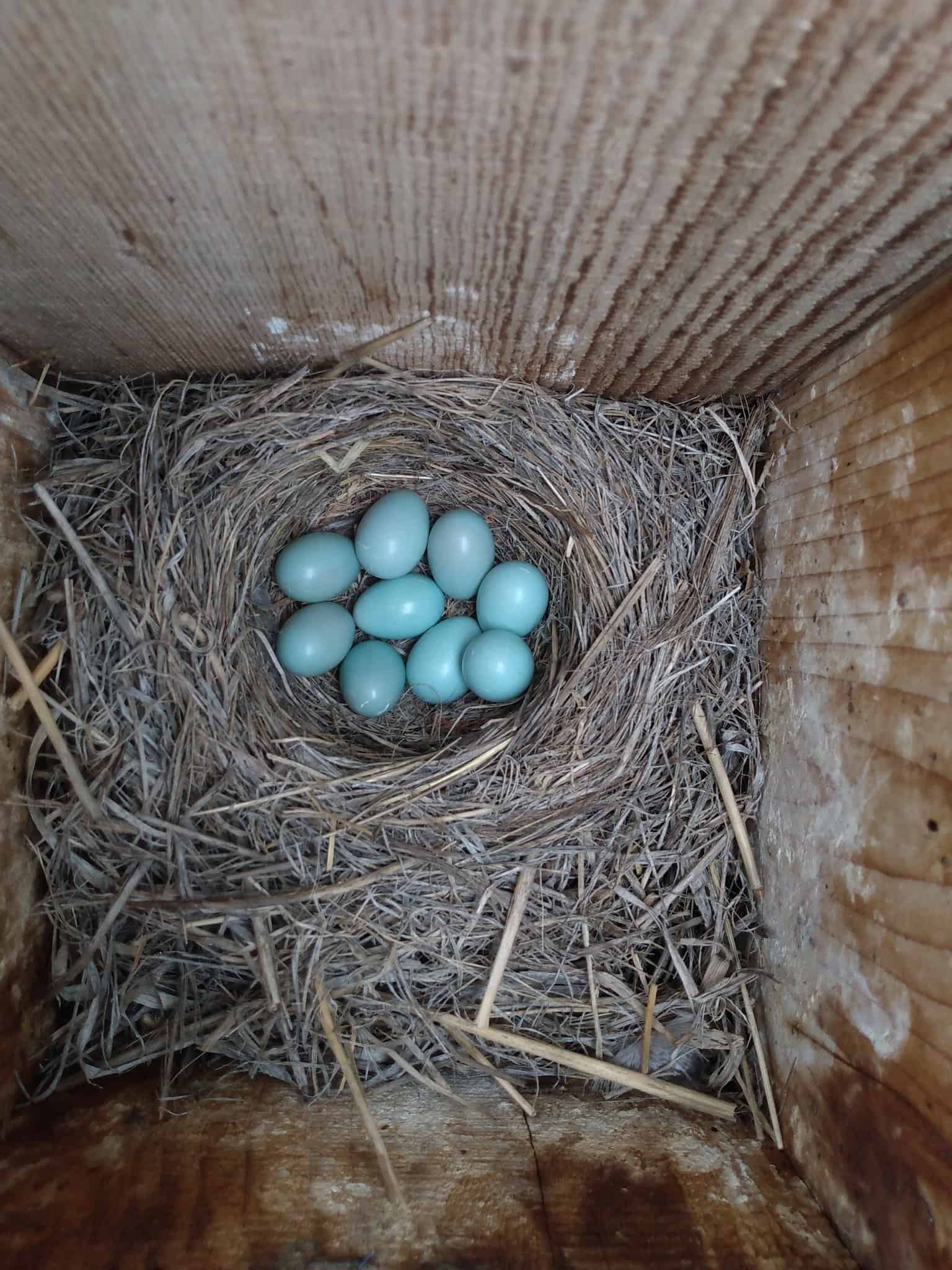 nido de pájaro azul de montaña y huevos dentro de una caja de anidación