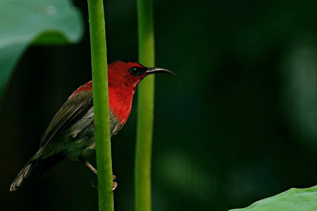 Sunbird rojo carmesí en una rama